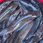 Catfish (Fresh)