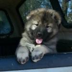 Thunderhawk Caucasians shepherd