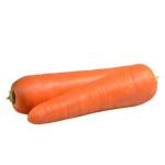 Carrot