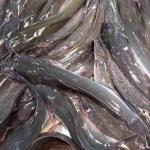 Catfish (Fresh)