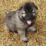 Thunderhawk Caucasians shepherd