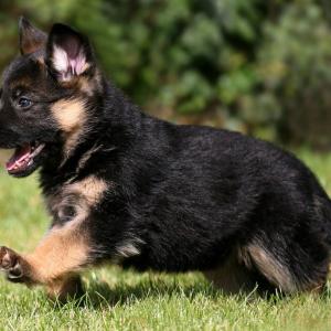 German Shepherd Puppies