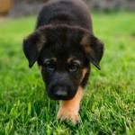 German Shepherd Puppies