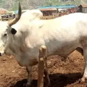 Adamawa Gudali cows