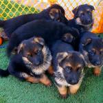 German Shepherd Puppies