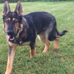 Female Purebred German Shepherd