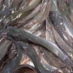 Catfish (Fresh)