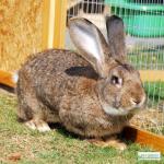 Giant Flemish Rabbit