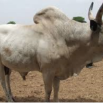 Adamawa Gudali cows
