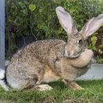 Giant Flemish Rabbit
