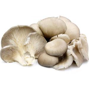 Oyster Mushroom