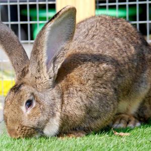 Giant Flemish Rabbit